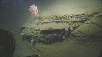 Media type: image;   Invertebrate Zoology 139717